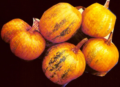 5dyni.jpg (98039 bytes)