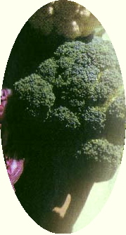 brokol2.jpg (43026 bytes)