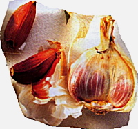 cesnek1.jpg (40408 bytes)