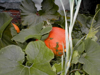 dynedvur.jpg (69177 bytes)