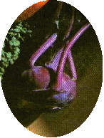 kedlub.jpg (23682 bytes)