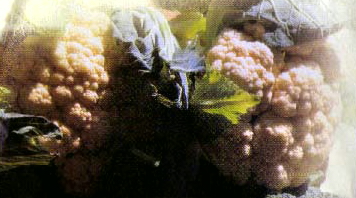 kvetak2.jpg (62624 bytes)