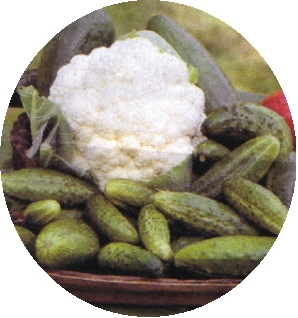 kvetoku2.jpg (71952 bytes)