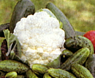 kvetoku3.jpg (32839 bytes)