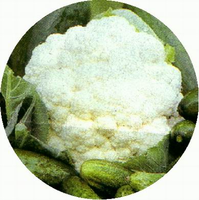 kvetvel.jpg (150509 bytes)