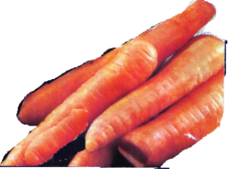 mrkev3.jpg (45970 bytes)